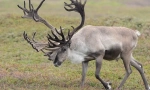 Reindeer